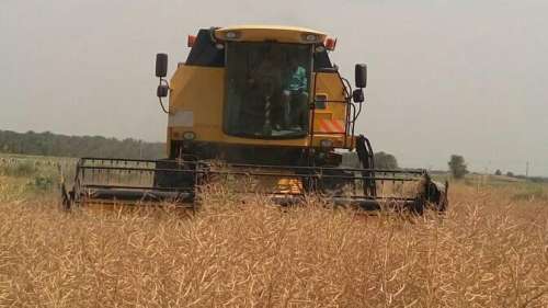 برداشت کلزا در جنوب کرمان آغاز شد